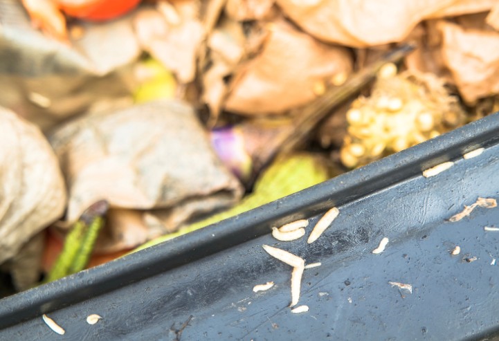 What Are 6 Effective Ways On How to Get Rid of Maggots