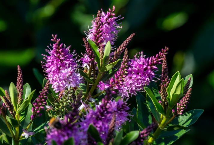 What Are Hebes and Why I Love Them in My UK Garden