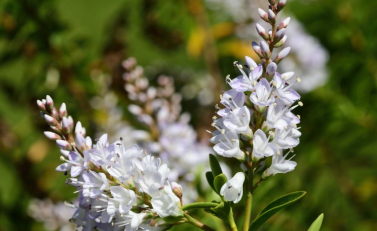 What Is The Average Hebe Plant Size by Type