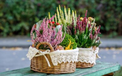 When Do Hebes Flower? A UK Gardener’s Experience with This Reliable Shrub
