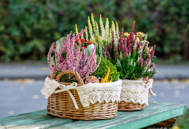 When Do Hebes Flower