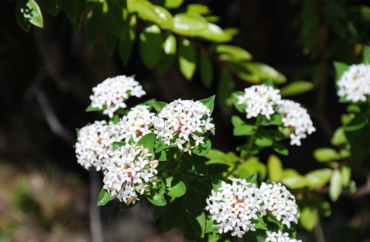 Why Hebes Are My Go-To Shrub for Flower Colour