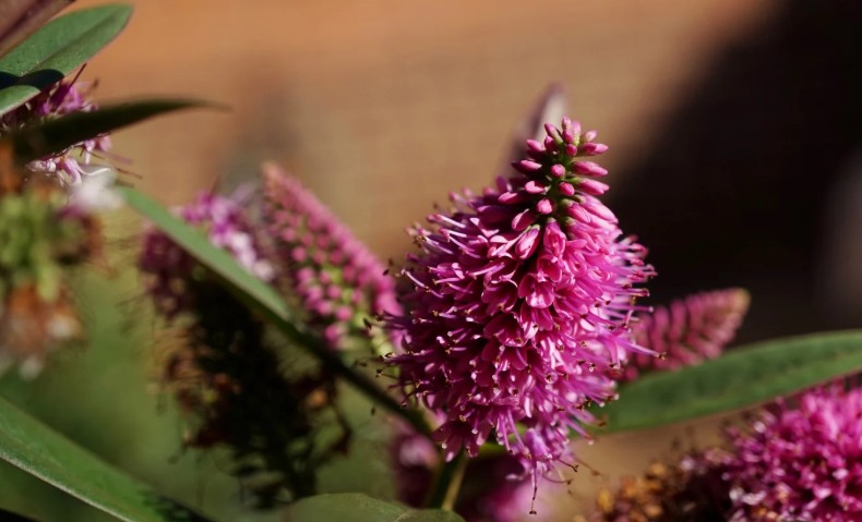 Why I Love Hebes for Any-Sized Garden