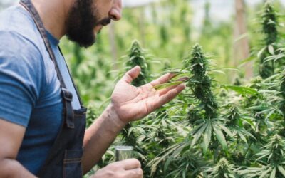 What Is the Legal Status of Weed (Cannabis) in the UK Right Now?