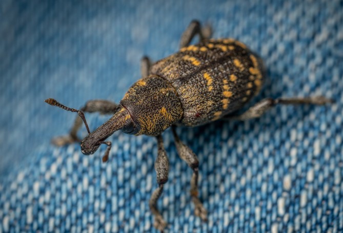 Are Carpet Beetles Harmful