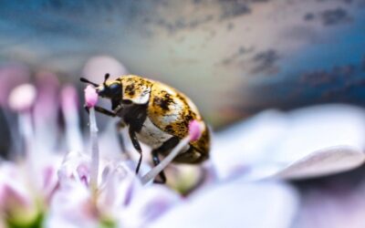 Do Carpet Beetles Bite? – Are They Harmful & How To Control?