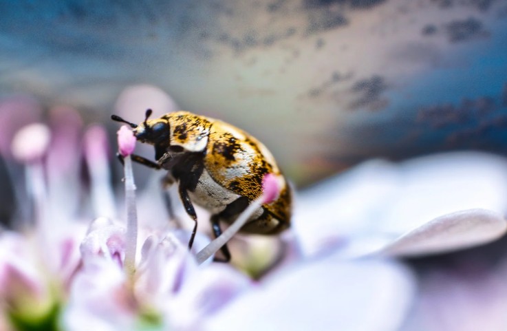 Do Carpet Beetles Bite