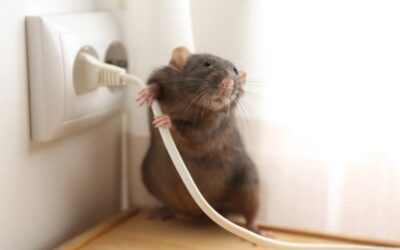 How Do Rats Get in Your House? A UK Homeowner’s Guide to Common Entry Points and Prevention