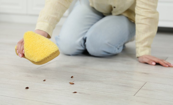 How to Get Rid of Carpet Beetles in the UK