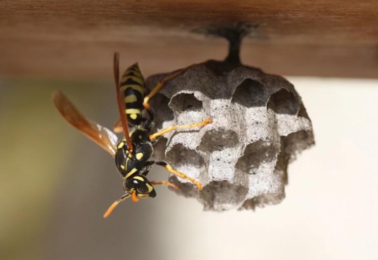 How to Get Rid of Wasp Nest in Roof Eaves