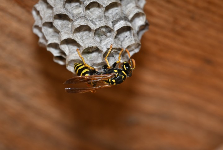 How to Get Rid of Wasp Nest in Shed