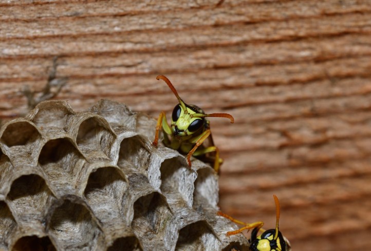 How to Get Rid of Wasp Nest in Wall
