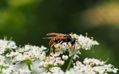 How to Get Rid of Wasps? – A Complete UK Guide to Removing Wasp Nests Safely