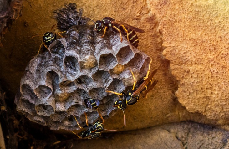 How to Get Rid of Wasps Outside