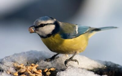 How to Stop Birds Eating Grass Seed? – A Complete UK Guide to Protecting Your Lawn During Seeding