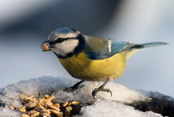 How to Stop Birds Eating Grass Seed? – A Complete UK Guide to Protecting Your Lawn During Seeding