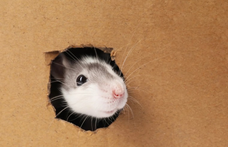 What Are the Most Common Rat Entry Points in UK Homes