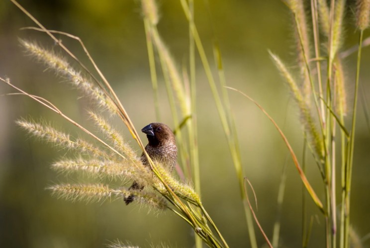 What Mistakes Should I Avoid When Protecting Grass Seed
