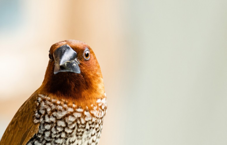 What Natural or DIY Bird Deterrents Can I Use