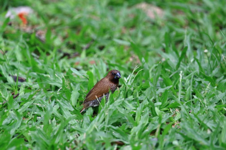 When Is the Best Time to Sow Grass Seed in the UK Without Attracting Birds