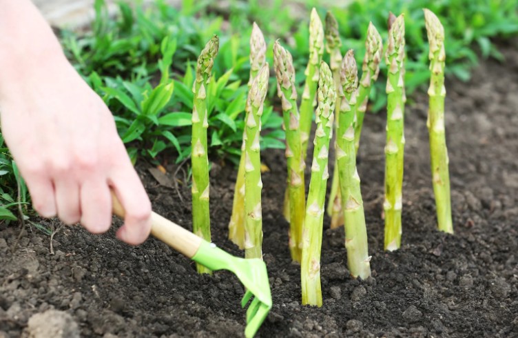 Best Time of Year to Plant Asparagus