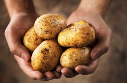 Can You Eat Potatoes That Have Sprouted? – Is It Safe to Prepare?