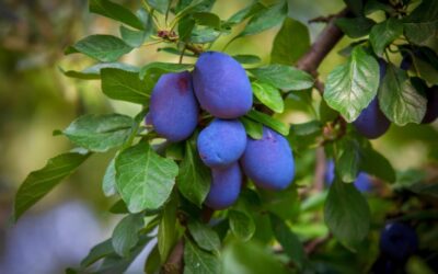 Can You Grow a Plum Tree from a Stone? – How To Do from Seed UK?