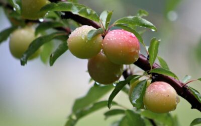 How to Freeze Plums in the UK? – Top 4 Ways That Suits Best