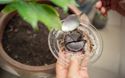 Coffee Grounds For Plants: Are They Good For Plants & How To Use In The Garden