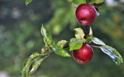 Do Plums Ripen After Picking? How to Tell & What to Do Next (UK Guide)