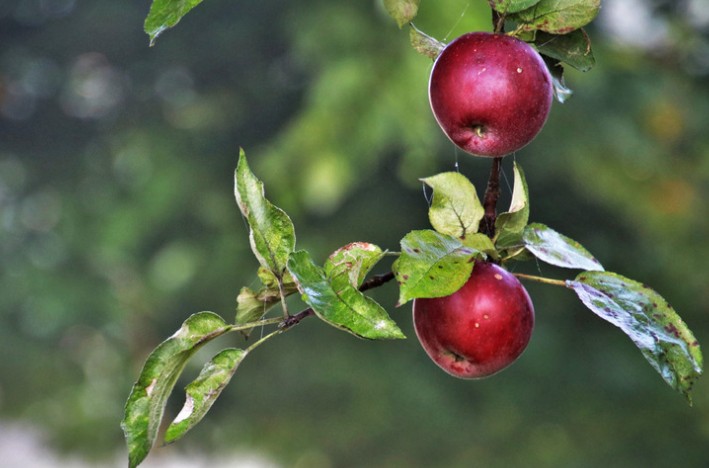 Do Plums Ripen After Picking Do Plums Ripen After Picking