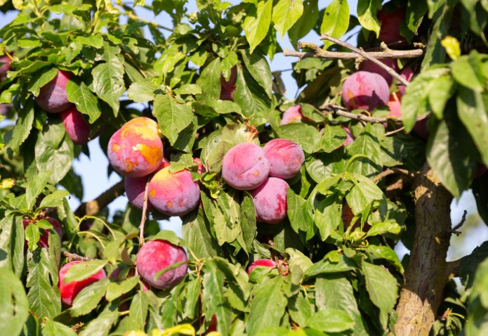 Getting the Best Flavour and Texture