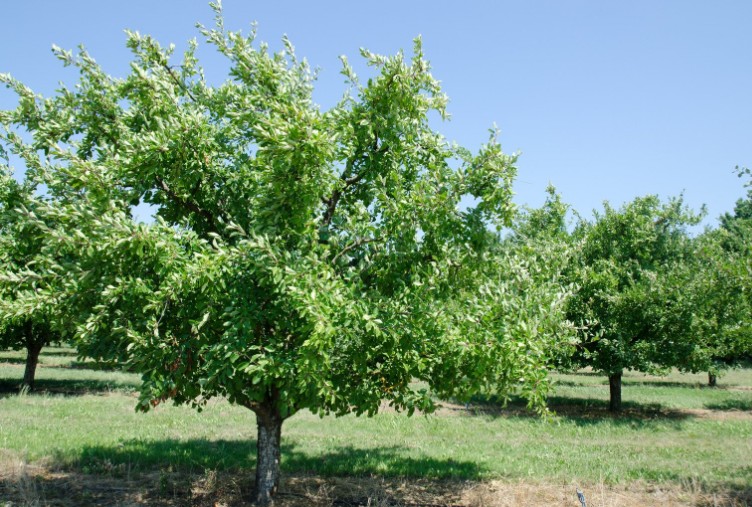 How Big Do Plum Trees Grow in the UK