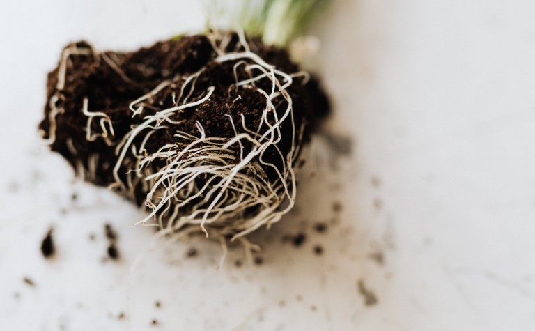 How Can I Improve Clay Soil in General