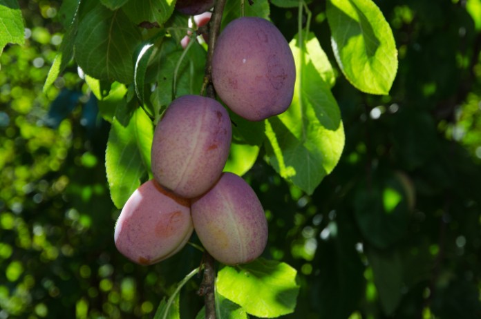 How Do I Know When a Plum Is Ripe