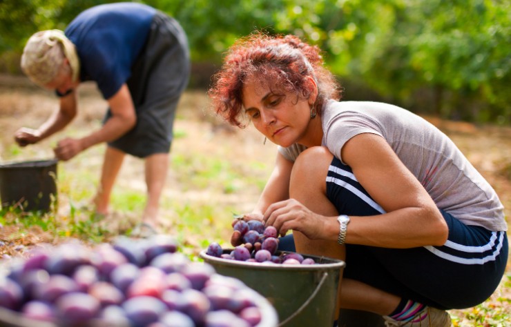 How I Pick Plums Without Damaging Them