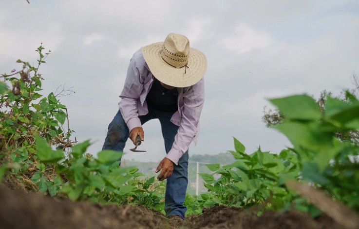 How Much Coffee Grounds Should You Add to Compost