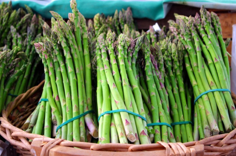 How and When to Harvest Asparagus in the UK
