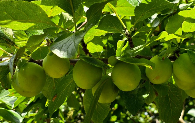 How to Grow a Plum Tree from a Stone