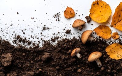 Is Clay Soil Acid or Alkaline? A Gardener’s Guide to Understanding UK Soil pH
