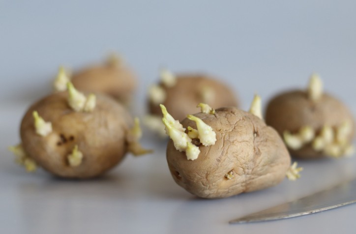 Should You Worry About Eating a Sprouted Potato Once