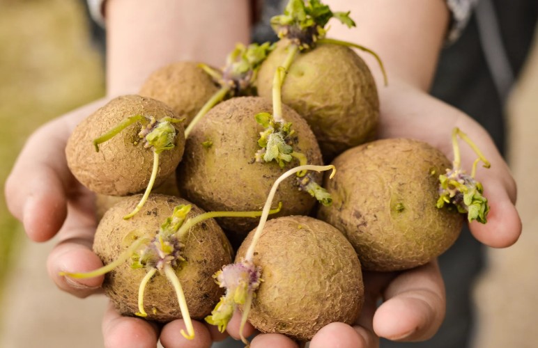 What Does It Mean When a Potato Sprouts