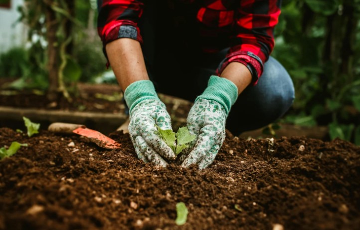 What Nutrients Do Coffee Grounds Add to Your Soil