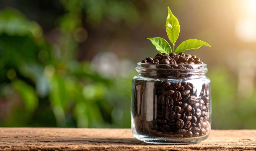 What Plants Like Coffee Grounds in the UK: A Gardener’s Guide to Organic Plant Boosting