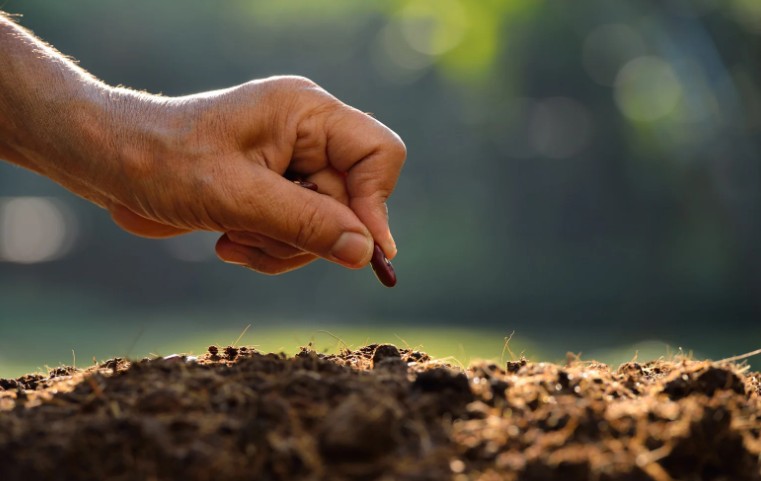 What are the Plum Tree Growing Tips for Beginners