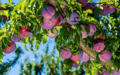 When Are Plums Ready to Pick in the UK? A Seasonal Guide from My Orchard