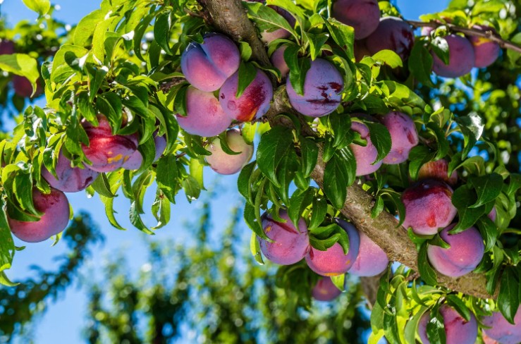What are the Tips for Freezing Plums in UK Households