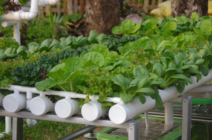 Which Vegetables Grow Better with Coffee Grounds