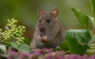 Chances of Getting Sick from Mouse Droppings UK | Health Risks & Prevention