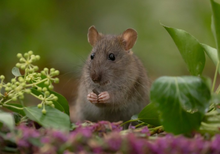 Chances of Getting Sick from Mouse Droppings UK | Health Risks & Prevention